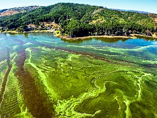 Lago Vichuquén en riesgo sanitario por 'bacteria asesina' que mató a perros y amenaza veraneantes